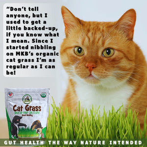 Indoor grass for cats by Momma Knows Best organics