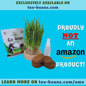 USDA organic cat grass AMZ