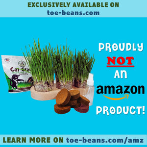 USDA organic cat grass AMZ