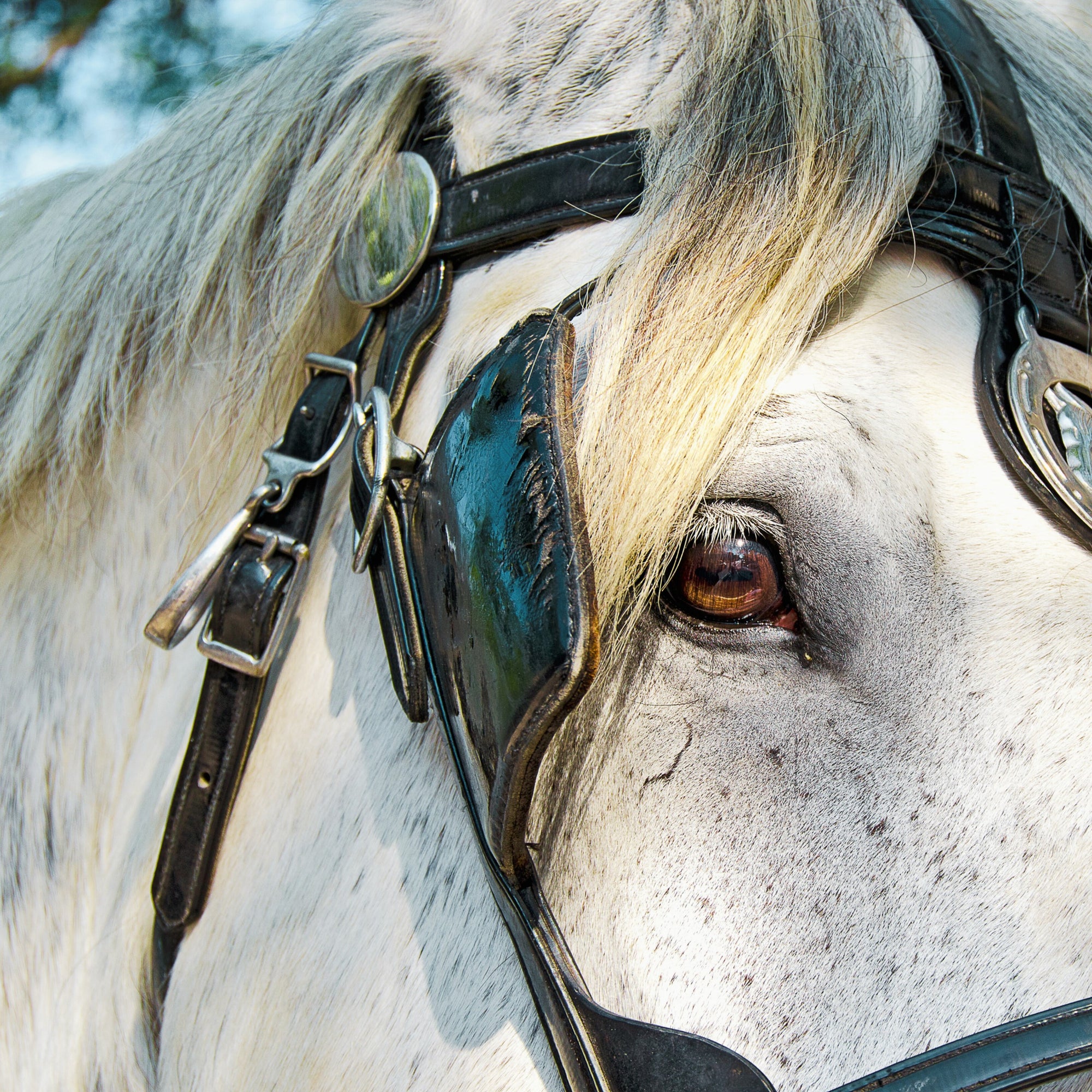 bridle leather by toe beans