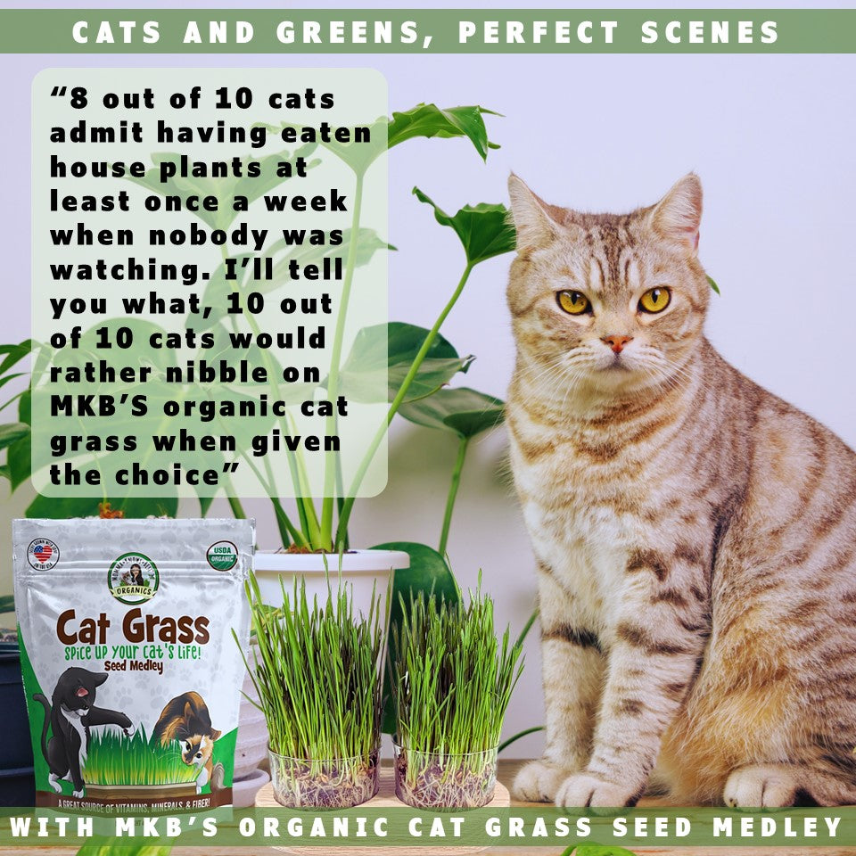 cat and cat grass