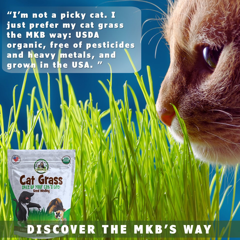 cat chewing grass