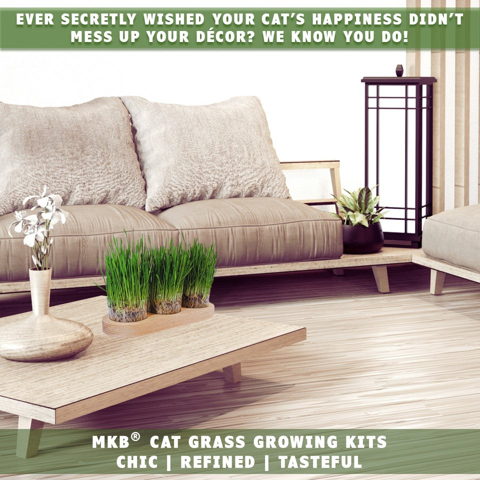 cat grass decorative growing kit by earthcare