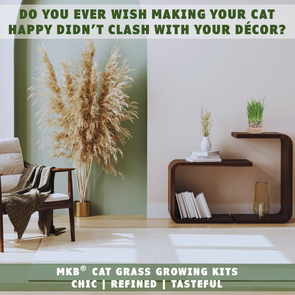 cat grass decorative growing kit