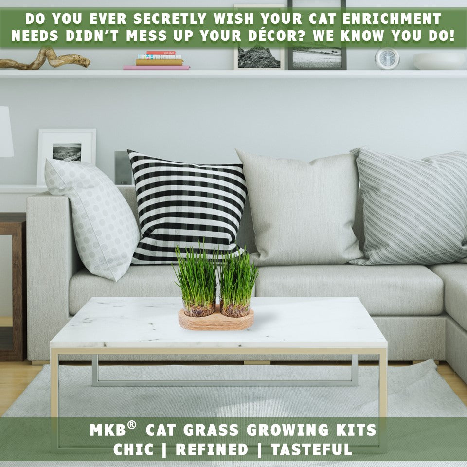 cat grass decorative growing kit