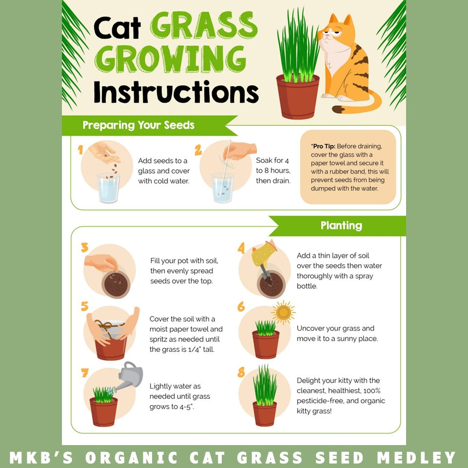 cat grass growing instructions