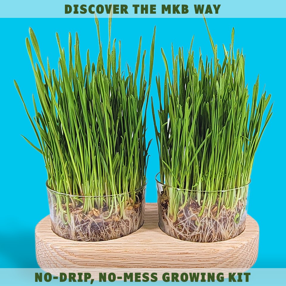 cat grass growing kit wood