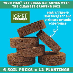 cat grass organic growing soil