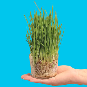 cat grass plastic free growing container