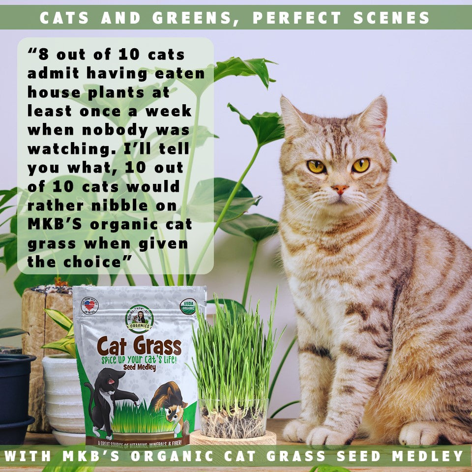 Cats and cat grass