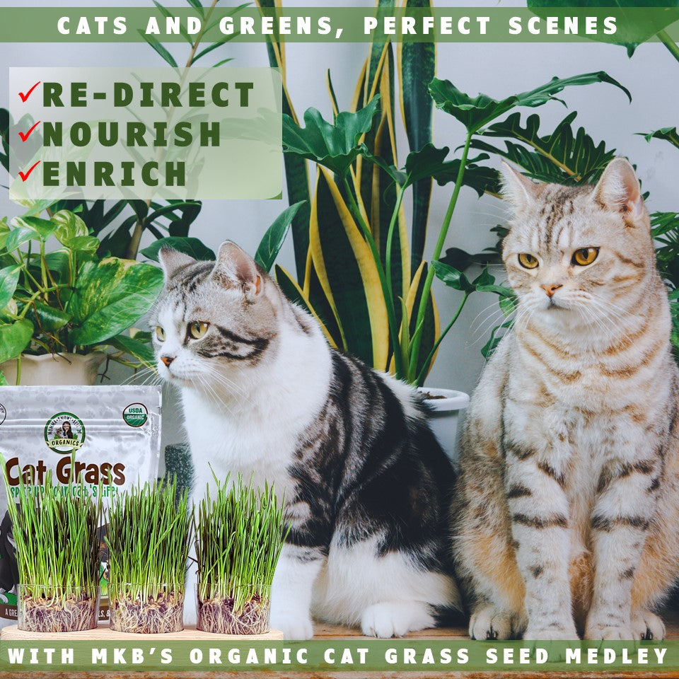 cats and organic cat grass by momma knows best organics