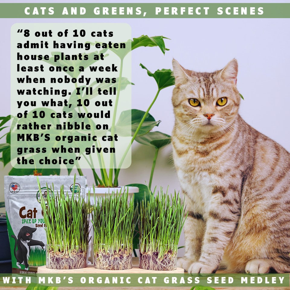 cats and organic cat grass