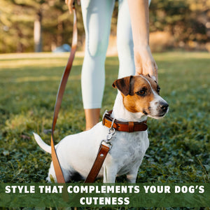 dog walking on a a brown leather dog collar and leash by toe beans