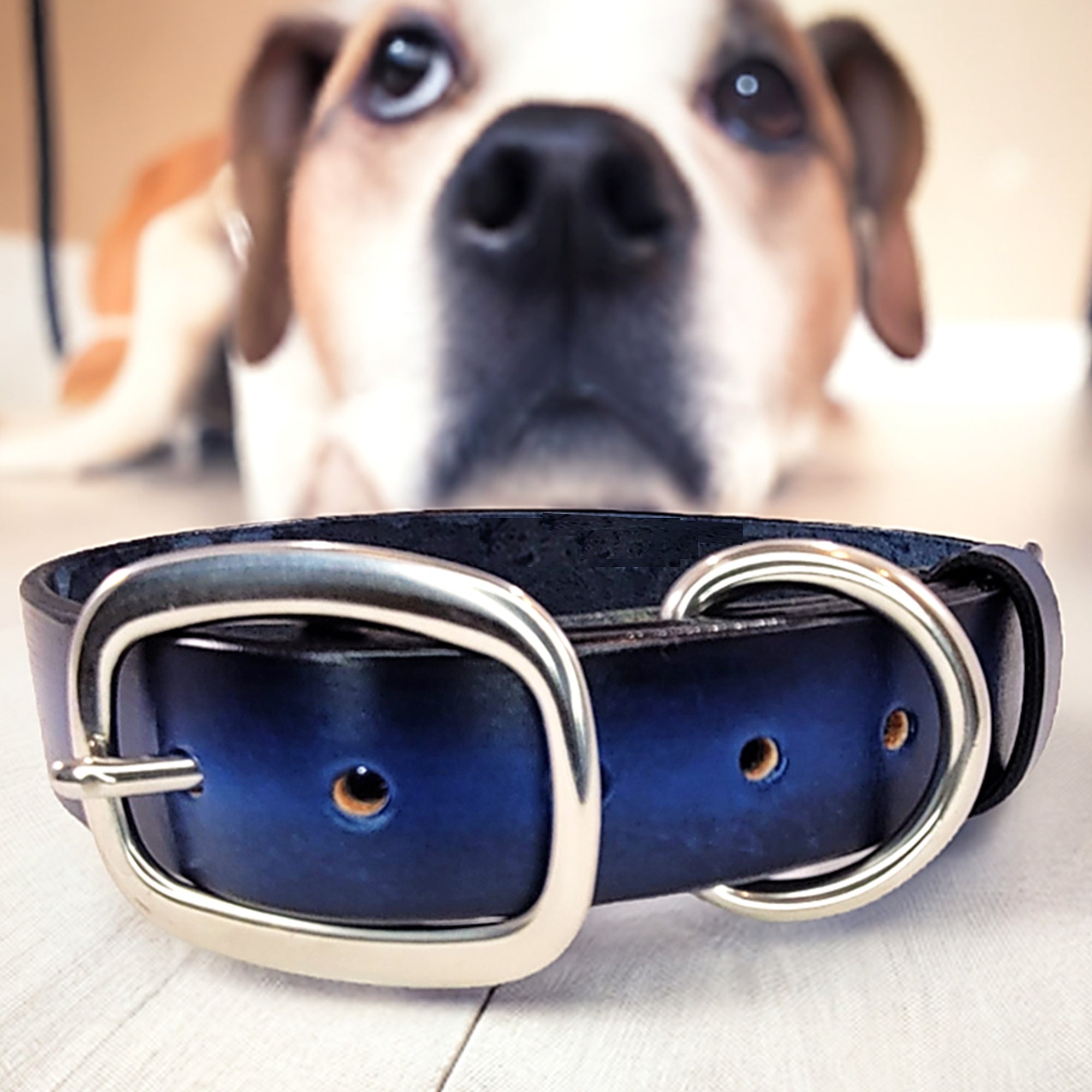 Leather dog collar blue with dog in the back by toe beans 2