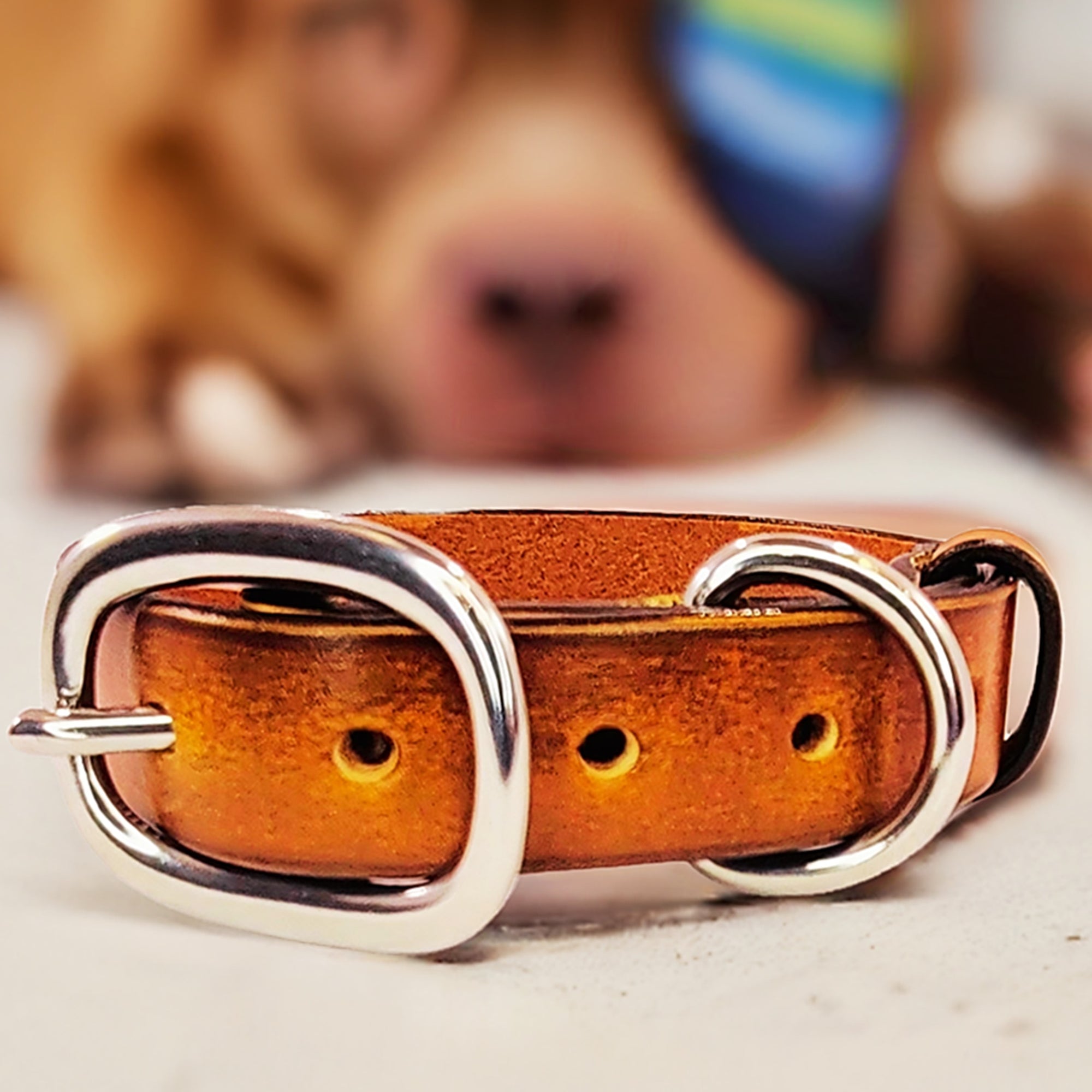 leather dog collar brown with dog in the back by toe beans 2