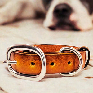 leather dog collar brown with dog in the back by toe beans