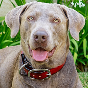 leather-dog-collar-red-toe-beans