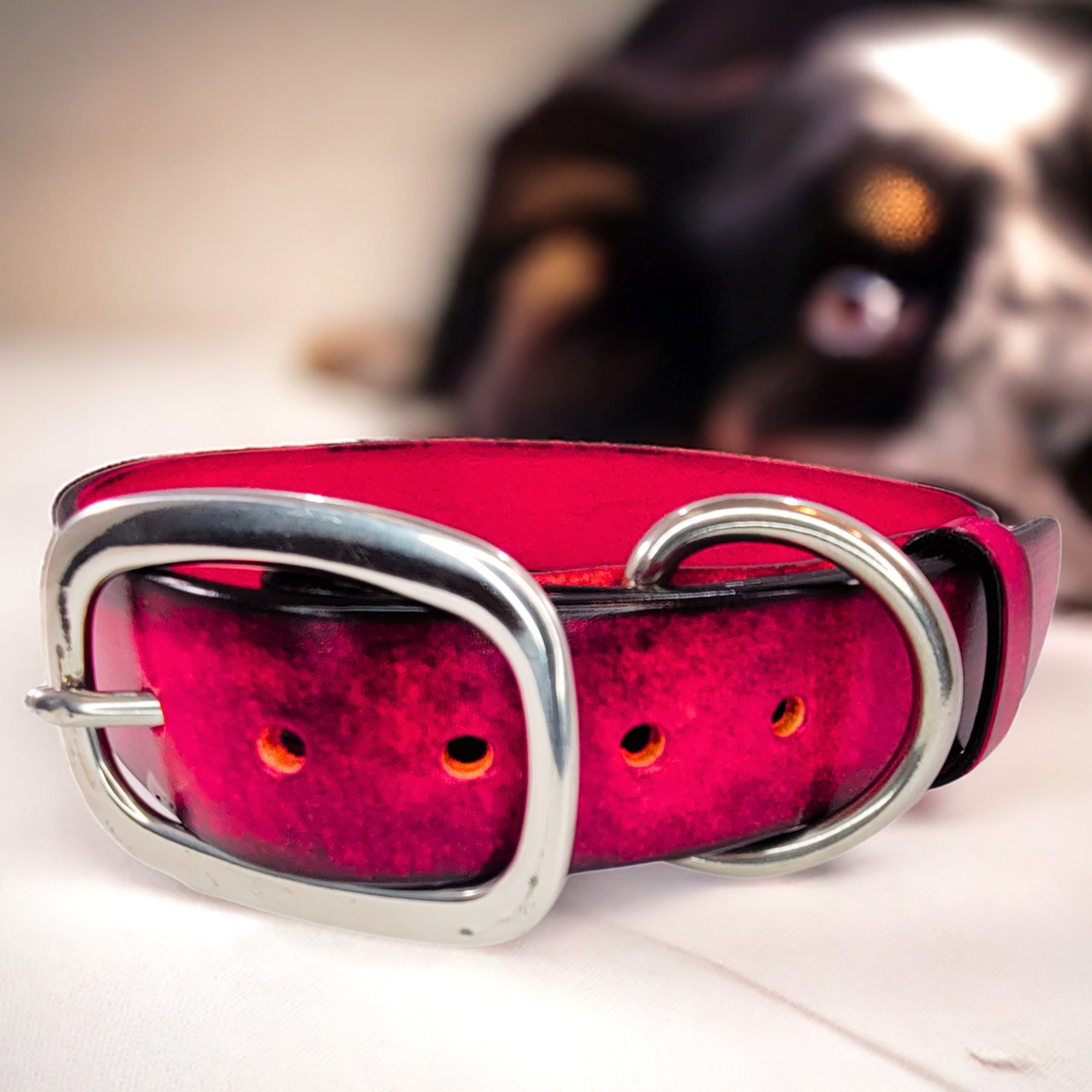 leather dog collar red with dog in the back by toe beans 2