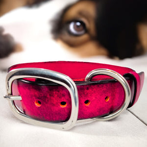 leather dog collar red with dog in the back by toe beans