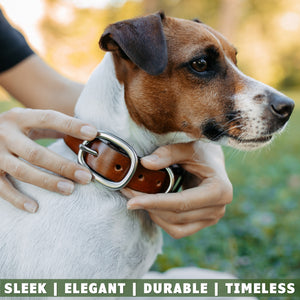 dog wearing a leather dog collar by American artisan and toe beans