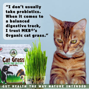 Organic cat grass by Momma Knows Best