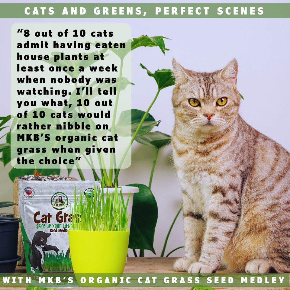 organic cat grass seeds